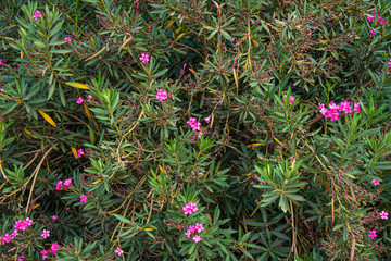  Fragment of green plants with flowers