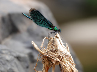 dragonfly on branch