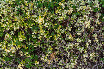  Wall of plants