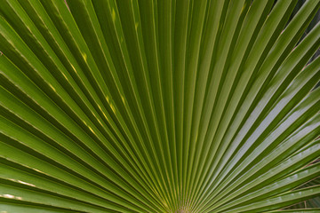  Fragment of a green leaf of a palm tree close-up