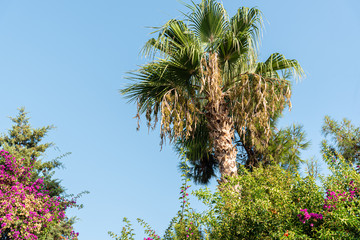  Green crowns of palm trees on a background of blue sky