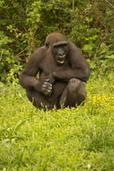 Western gorilla (Gorilla gorilla) in zoo.