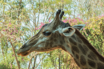 Giraffe in zoo