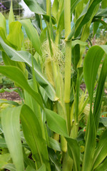 Two corn cobs growing on a Fiesta sweetcorn plant