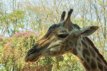 Naklejka na ściany i meble Giraffe in zoo