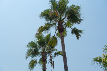  Green crowns of palm trees on a background of blue sky