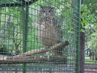 owl in a cage