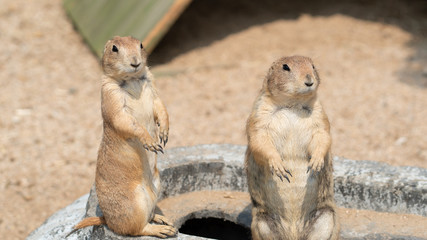 Freddy Dog, a small animal in the desert.