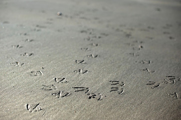 PATITAS DE GAVIOTAS