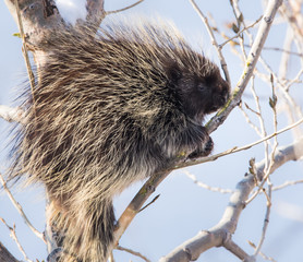 Porcupine in a tree