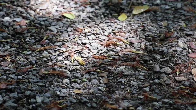 Fallen dried Samanea saman, known as rain tree, flowers and leaves with beautifully moving sunlight and shadow on gravel ground