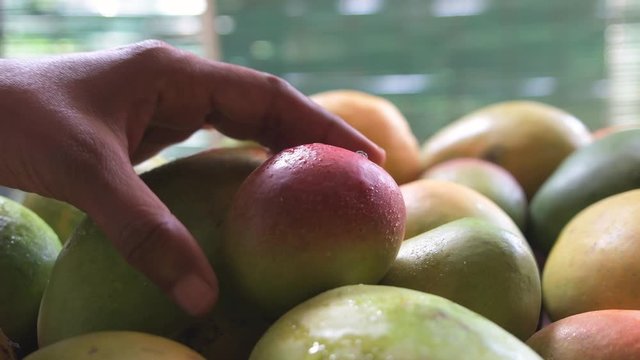 Dolly in and closeup of a person picking up a red mango from a pile of mangoes
