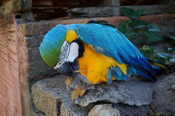 Colorful blue and yellow macaw parrot bird portrait in the zoo at Brazil.