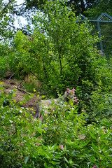 Wolf hinter Blumen