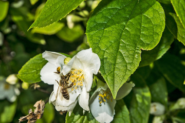Jasmine flowers with a bee