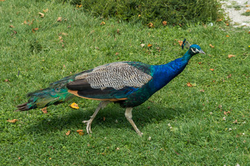 Fototapeta premium Wild peacock walking on grass