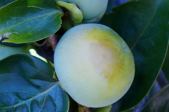 Green unripe caqui fruits on The Branches of the Tree Background, Persimmon or Oriental Persimmon Fruits, the oldest plants in cultivation