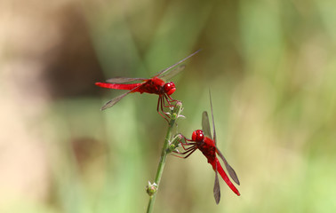 A pair of red dragonflies on a branch of grass on a blurred background...