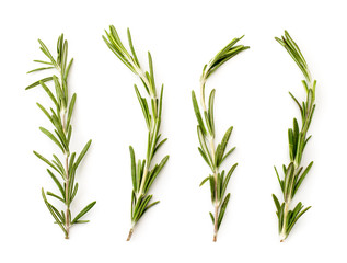Four branches of rosemary on a white. The view of the top.