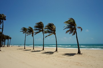 Obraz premium Coconuts tree on the beach of Ceará Brazil