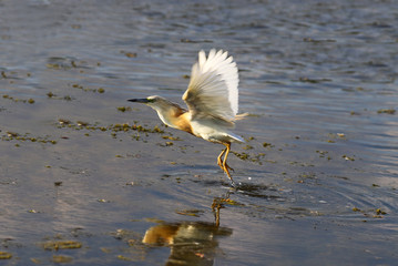 Bittern flies up. At the same time splashes scatter on the sides...