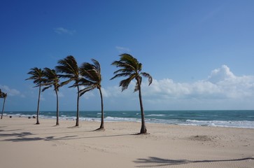 Coconuts tree on the beach of Ceará Brazil