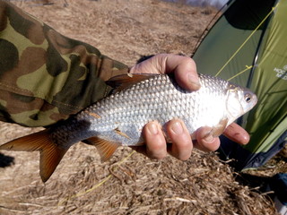 Fish roach caught on the river in the spring morning