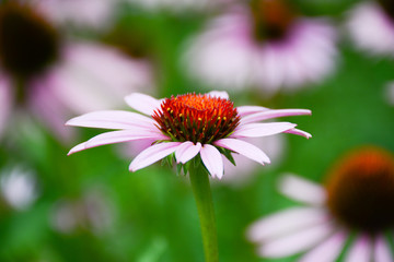  Echinacea purpurea flower closeup on blurred background