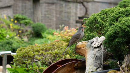 a small garden in the grove that gives you a refreshing feeling.