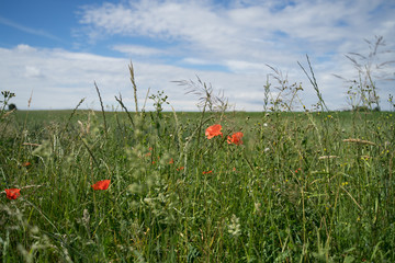 Various plants on the natural field edge.