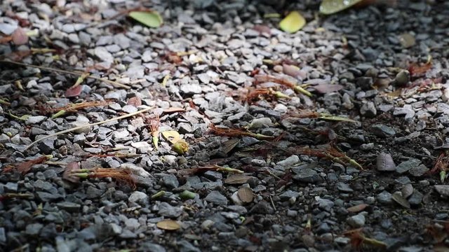 Fallen dried Samanea saman, known as rain tree, flowers and leaves with beautifully moving sunlight and shadow on gravel ground