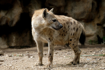 Fototapeta premium Hyena