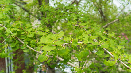 a small garden in the grove that gives you a refreshing feeling.