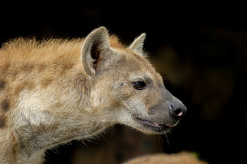 Fototapeta premium Hyena