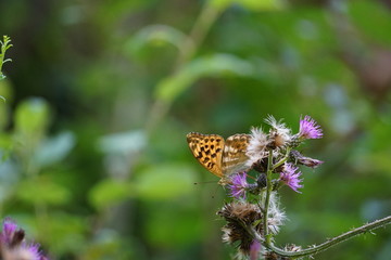 Orangener Schmetterling