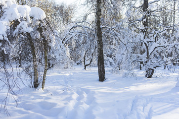 Snow-covered Park on a clear day at sunset.