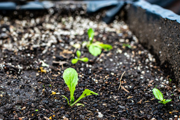 planta de lechuga en crecimiento