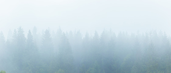 Fototapeta na wymiar Foggy morning spruce forest at Carpathian mountains. Misty landscape with fir forest in hipster background style with copy space.