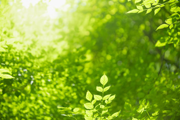 Obraz premium Close up of nature view green leaf on blurred greenery background under sunlight with bokeh and copy space using as background natural plants landscape, ecology wallpaper concept.