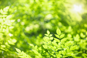 Close up of nature view green leaf on blurred greenery background under sunlight with bokeh and copy space using as background natural plants landscape, ecology wallpaper concept.