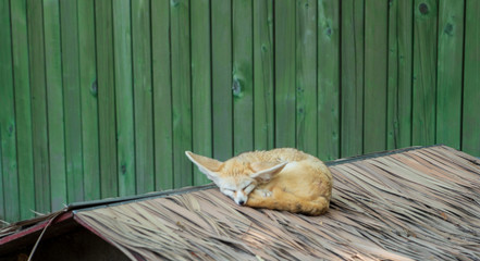 Baby Desert Fox Sleeping with Eyes closed