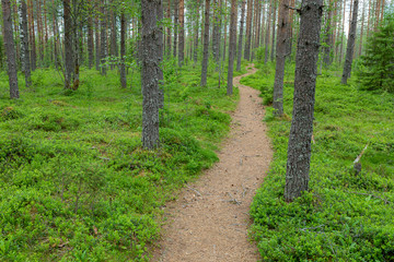 Small path trail in Finnish forest landscape