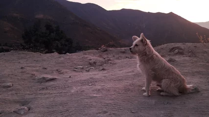 Foto auf Alu-Dibond Dog in Peru © David