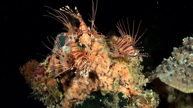  Group of Spotfin Lionfish (Pterois antennata) at Night - Philippines