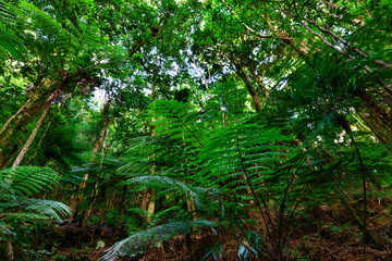Lush Australian rainforest in the Lamington National Park