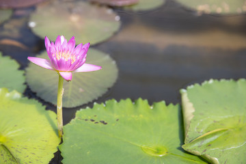 closeup of young single pink water lily in pond.
