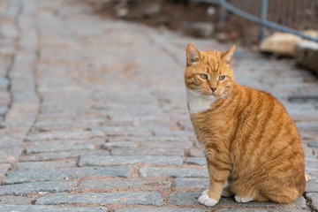 Orange tabby cat sit on the rusty bricks road