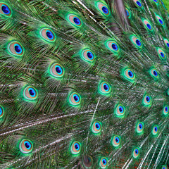 Close-up of peacock feathers. Texture of peacock feathers. Bright, colorful bird wings