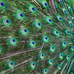 Obraz premium Close-up of peacock feathers. Texture of peacock feathers. Bright, colorful bird wings