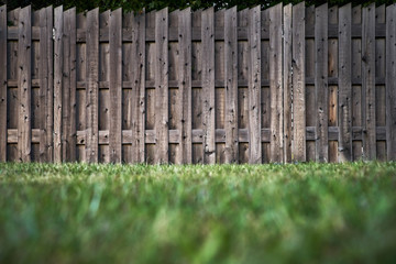 Fototapeta premium green lawn and wooden fence in the background. selective focus